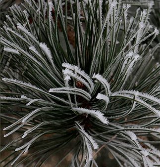 Christmas Card: When the song of the angels is stilled... on Sale